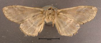 Media type: image;   Entomology 622635 Aspect: habitus dorsal view